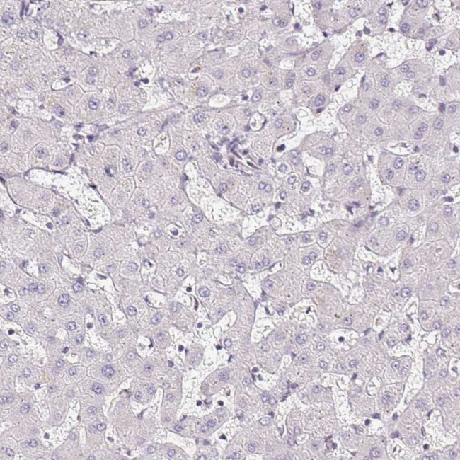 TMEM119 Antibody in Immunohistochemistry (IHC)