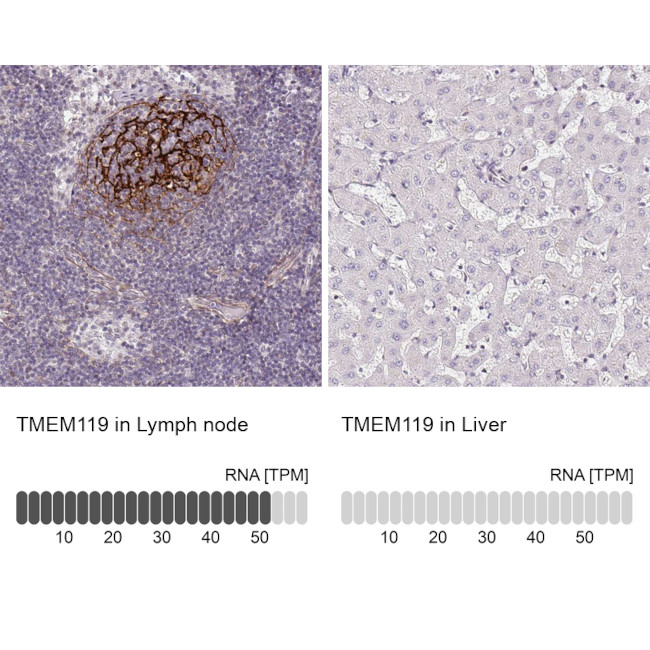 TMEM119 Antibody
