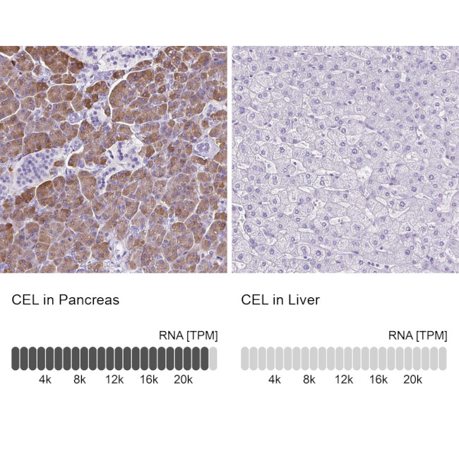 CEL Antibody