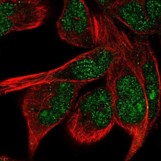 ZNF878 Antibody in Immunocytochemistry (ICC/IF)