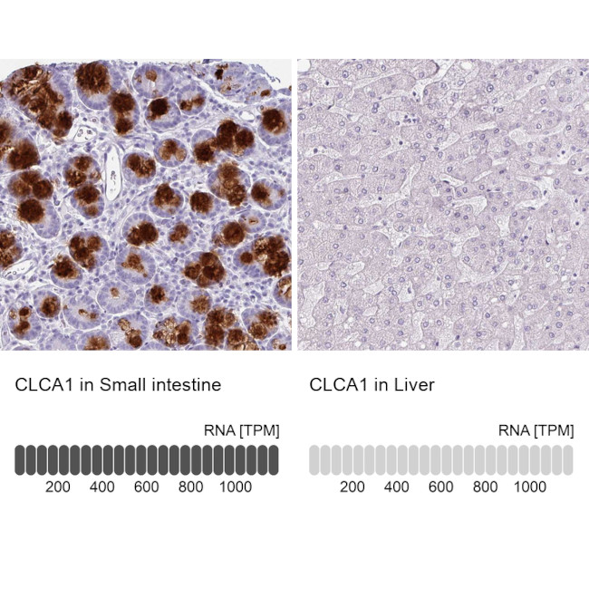 CLCA1 Antibody in Immunohistochemistry (IHC)
