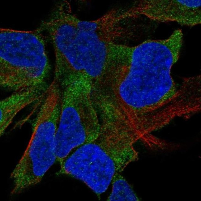 FAT4 Antibody in Immunocytochemistry (ICC/IF)