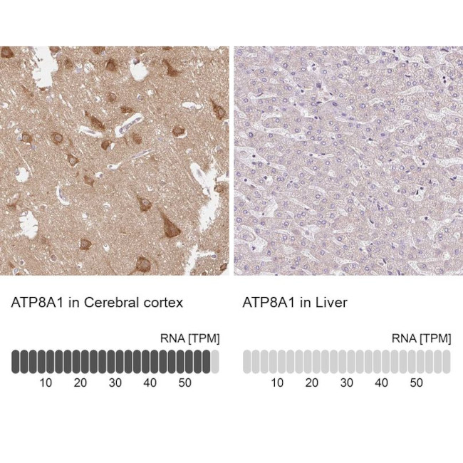 ATP8A1 Antibody