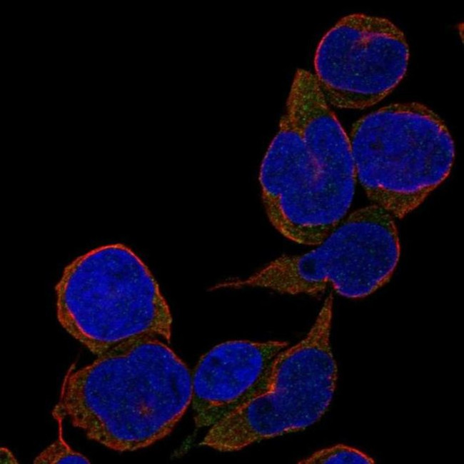 TCL1B Antibody in Immunocytochemistry (ICC/IF)