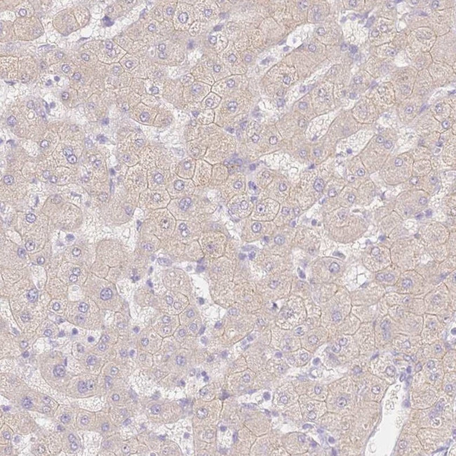 WDR54 Antibody in Immunohistochemistry (IHC)