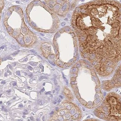 WDR54 Antibody in Immunohistochemistry (IHC)