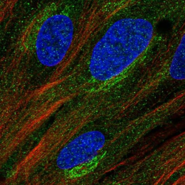 MURF2 Antibody in Immunocytochemistry (ICC/IF)