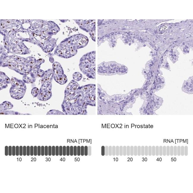 MEOX2 Antibody