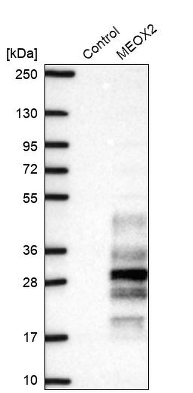 MEOX2 Antibody in Western Blot (WB)