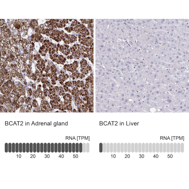 BCAT2 Antibody