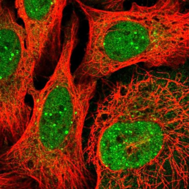 PQLC2L Antibody in Immunocytochemistry (ICC/IF)