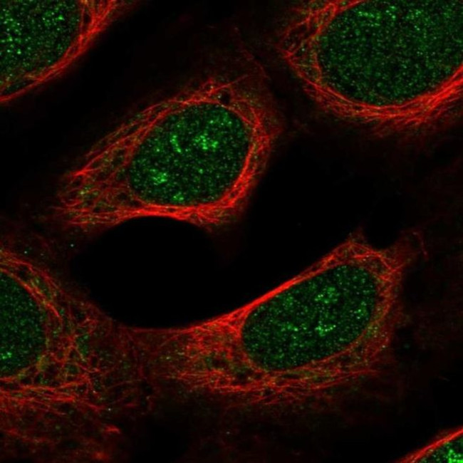 Spectrin beta-4 Antibody in Immunocytochemistry (ICC/IF)