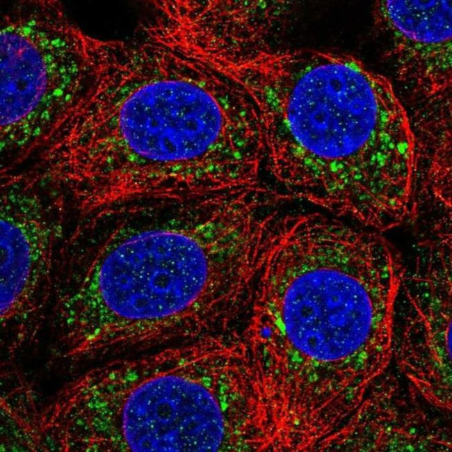 IST1 Antibody in Immunocytochemistry (ICC/IF)