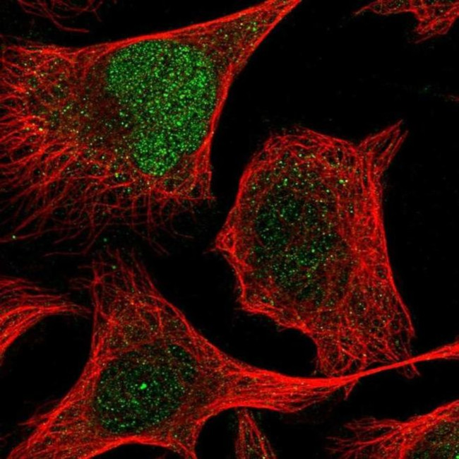 ZNF394 Antibody in Immunocytochemistry (ICC/IF)