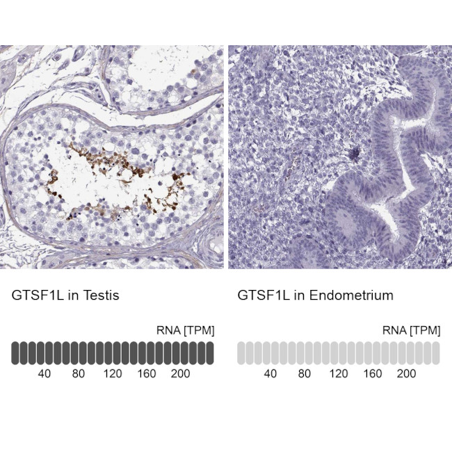 GTSF1L Antibody