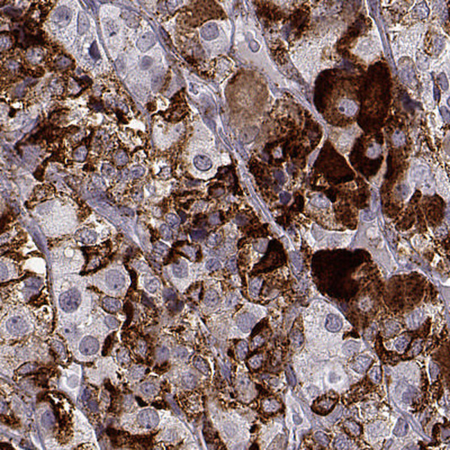 VGF Antibody in Immunohistochemistry (IHC)