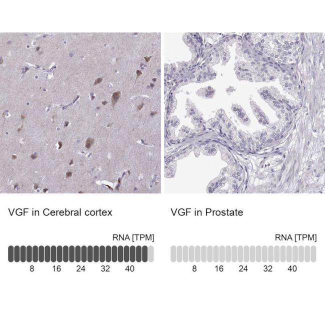 VGF Antibody