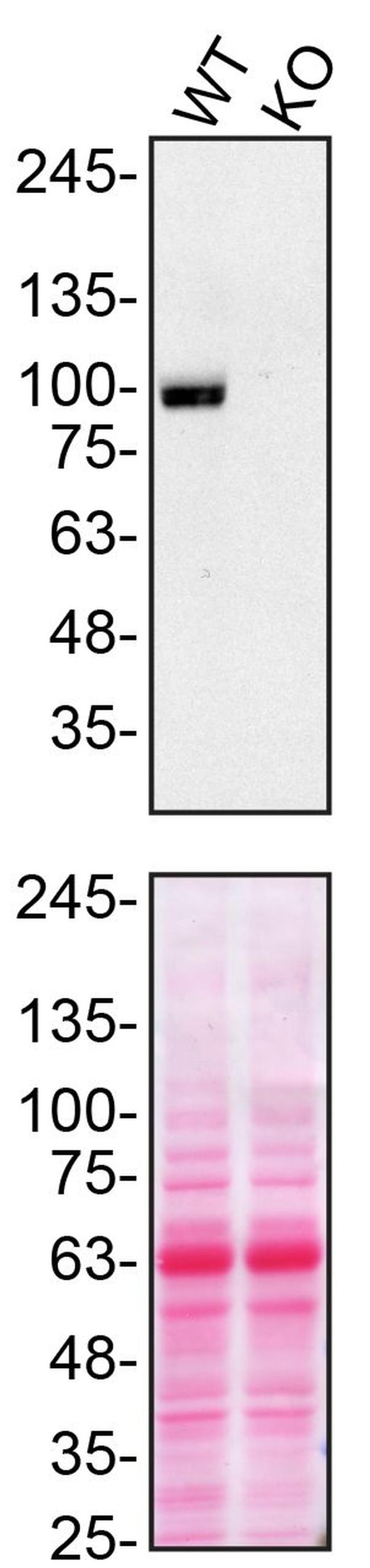 VGF Antibody in Western Blot (WB)