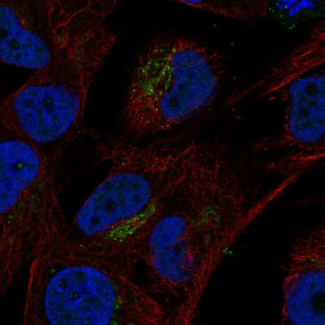 VGF Antibody in Immunocytochemistry (ICC/IF)