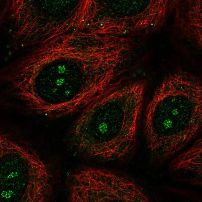 TMEM79 Antibody in Immunocytochemistry (ICC/IF)