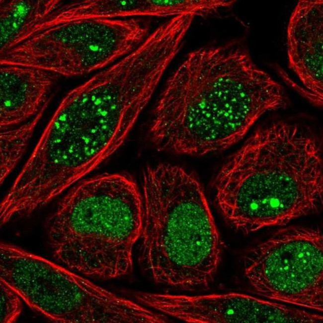 HEN2 Antibody in Immunocytochemistry (ICC/IF)