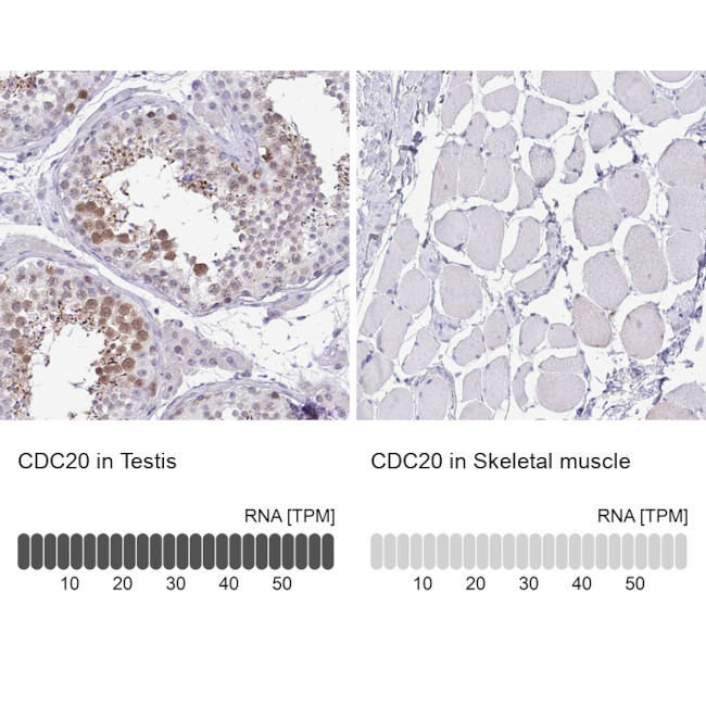 Cdc20 Antibody in Immunohistochemistry (IHC)