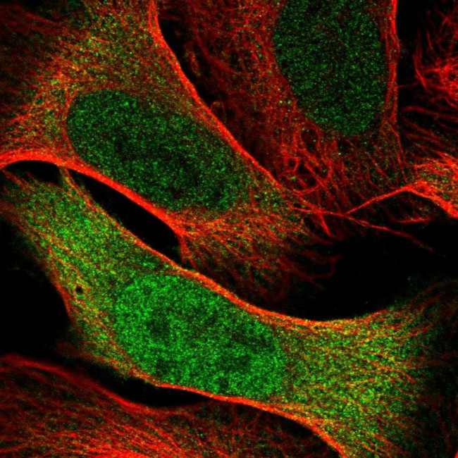 Cdc20 Antibody in Immunocytochemistry (ICC/IF)