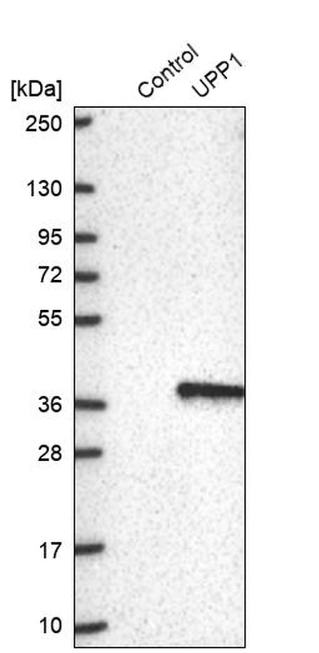 UPP1 Antibody in Western Blot (WB)