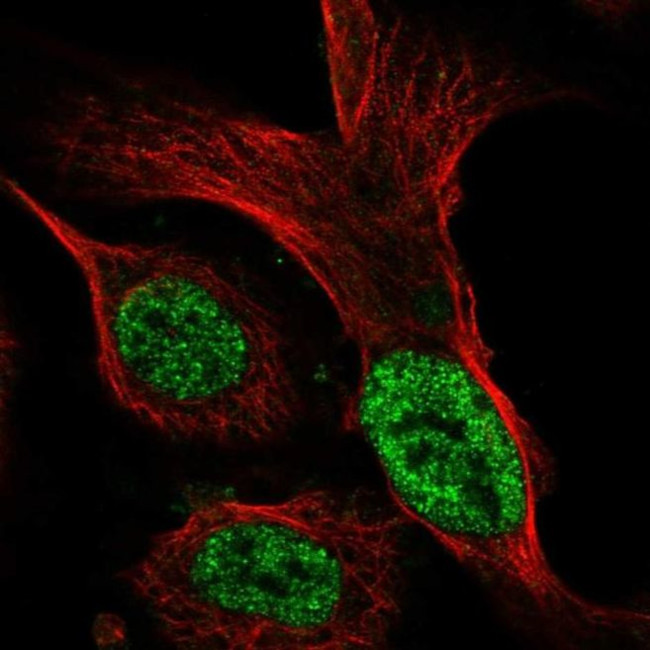 SIA7C Antibody in Immunocytochemistry (ICC/IF)