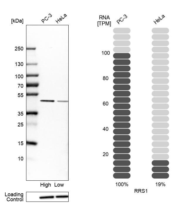 RRS1 Antibody