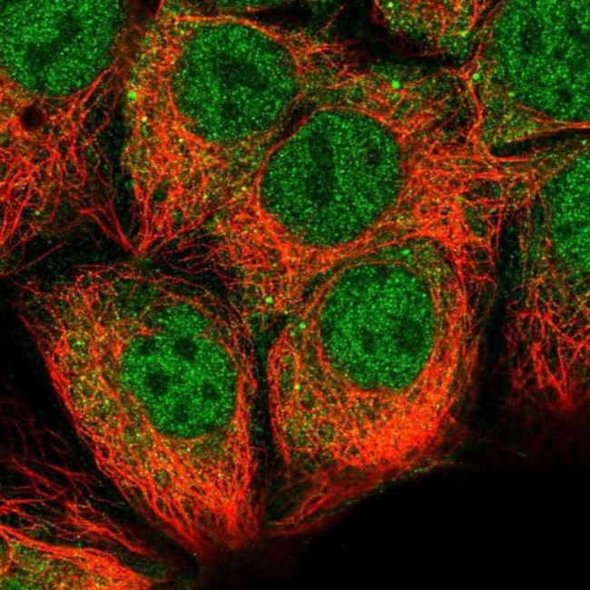 STRAP Antibody in Immunocytochemistry (ICC/IF)