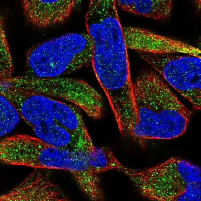 MGAM2 Antibody in Immunocytochemistry (ICC/IF)