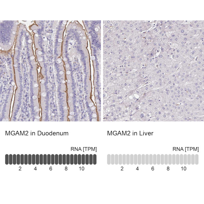 MGAM2 Antibody