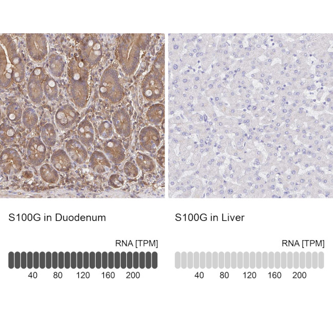 S100G Antibody