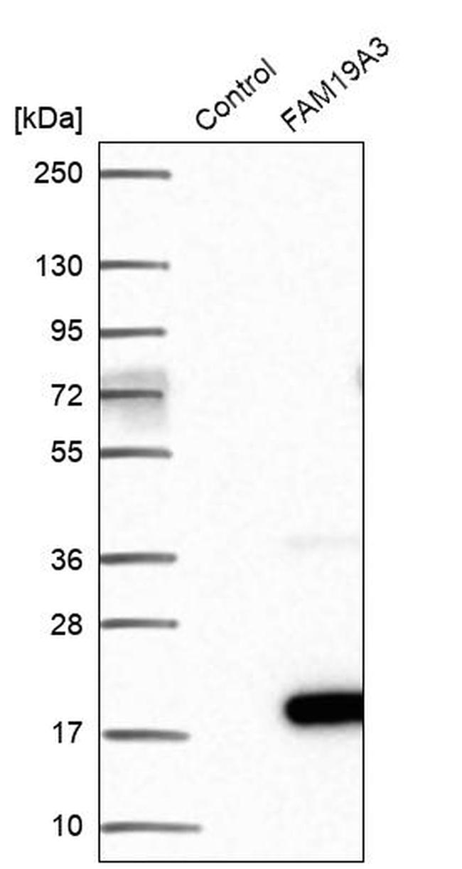 TAFA3 Antibody in Western Blot (WB)