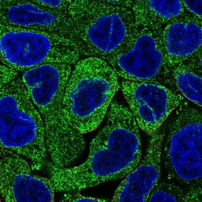 MBOAT7 Antibody in Immunocytochemistry (ICC/IF)