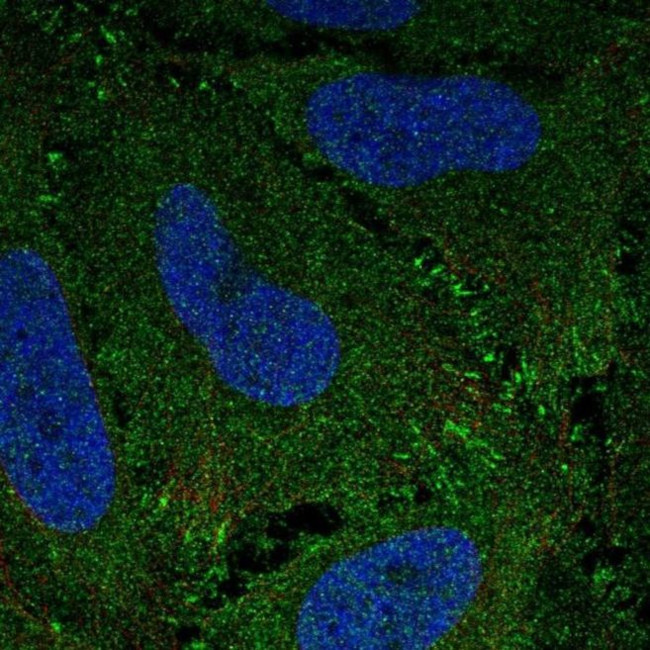 ZBED3 Antibody in Immunocytochemistry (ICC/IF)