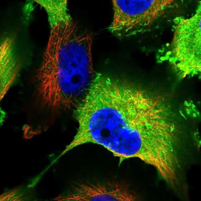 AKAP12 Antibody in Immunocytochemistry (ICC/IF)