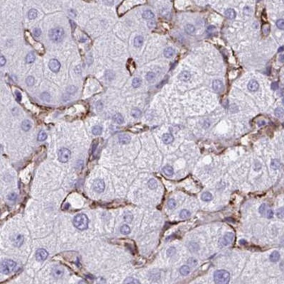 AKAP12 Antibody in Immunohistochemistry (IHC)