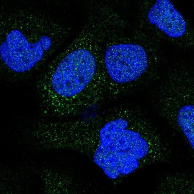 COL9A2 Antibody in Immunocytochemistry (ICC/IF)