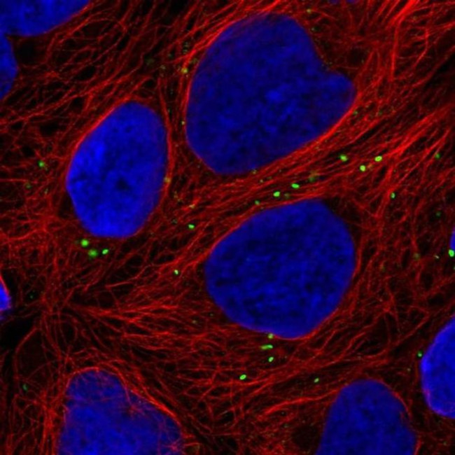 ZNF813 Antibody in Immunocytochemistry (ICC/IF)