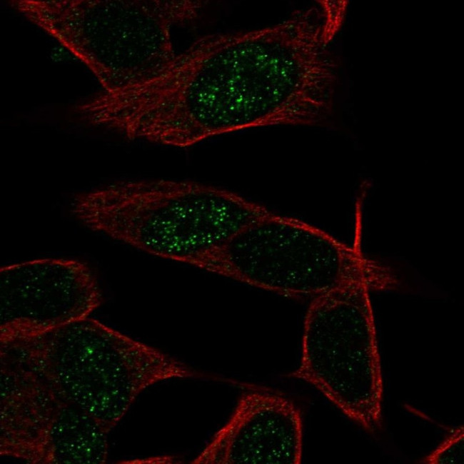 LKAAEAR1 Antibody in Immunocytochemistry (ICC/IF)