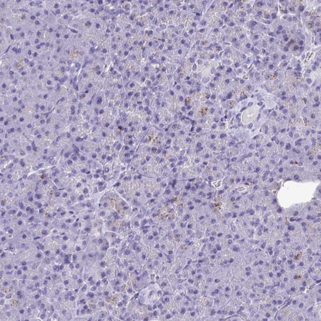 CPVL Antibody in Immunohistochemistry (IHC)