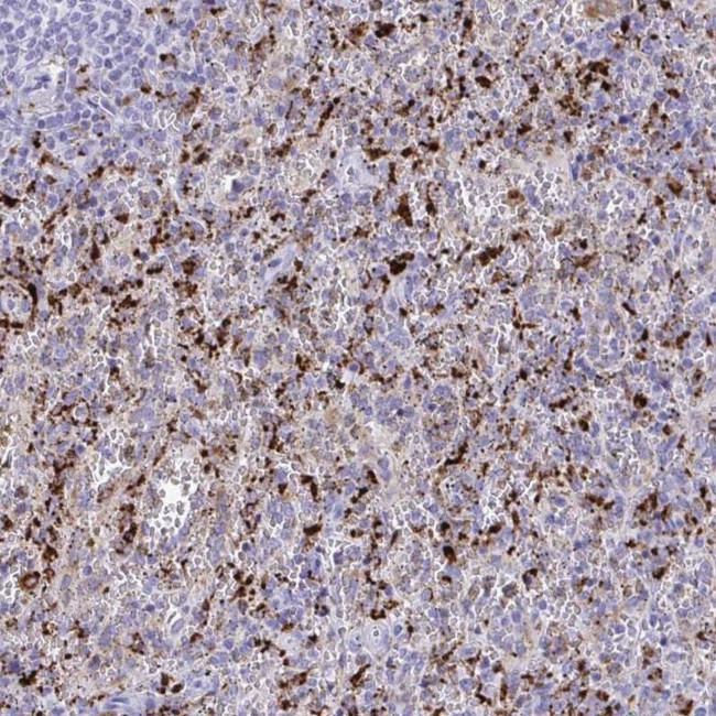 CPVL Antibody in Immunohistochemistry (IHC)