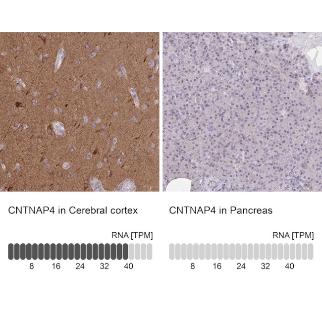 CNTNAP4 Antibody