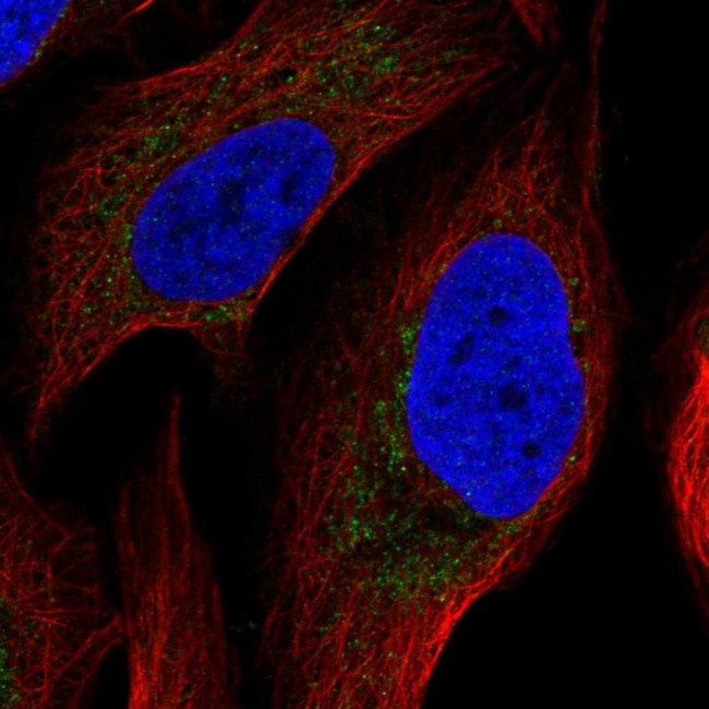 ATP Synthase B1 Antibody in Immunocytochemistry (ICC/IF)