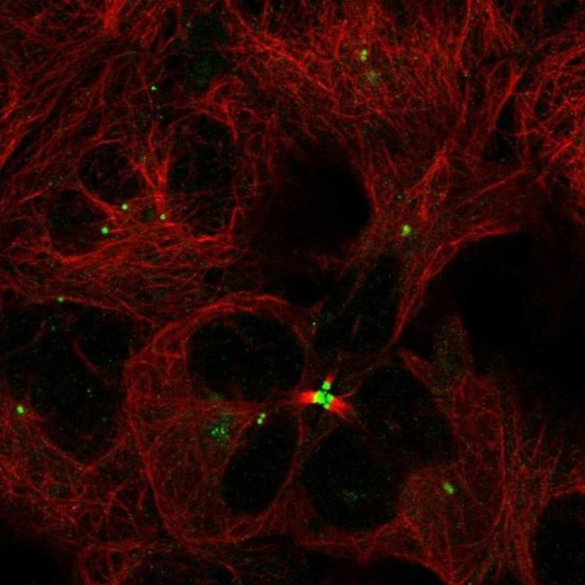 TMEM86B Antibody in Immunocytochemistry (ICC/IF)