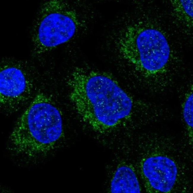 C17orf89 Antibody in Immunocytochemistry (ICC/IF)