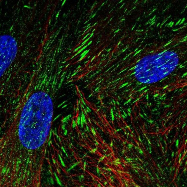 LIMS2 Antibody in Immunocytochemistry (ICC/IF)