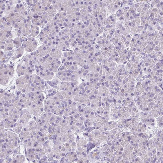 VGAT Antibody in Immunohistochemistry (IHC)